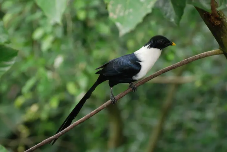 Tomonsi Tiong, bersiung sehabis hujan.....