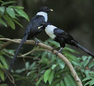 Burung tiong sepasang